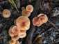 Húsbarna pénzecskegomba (Laccaria laccata), Pilis